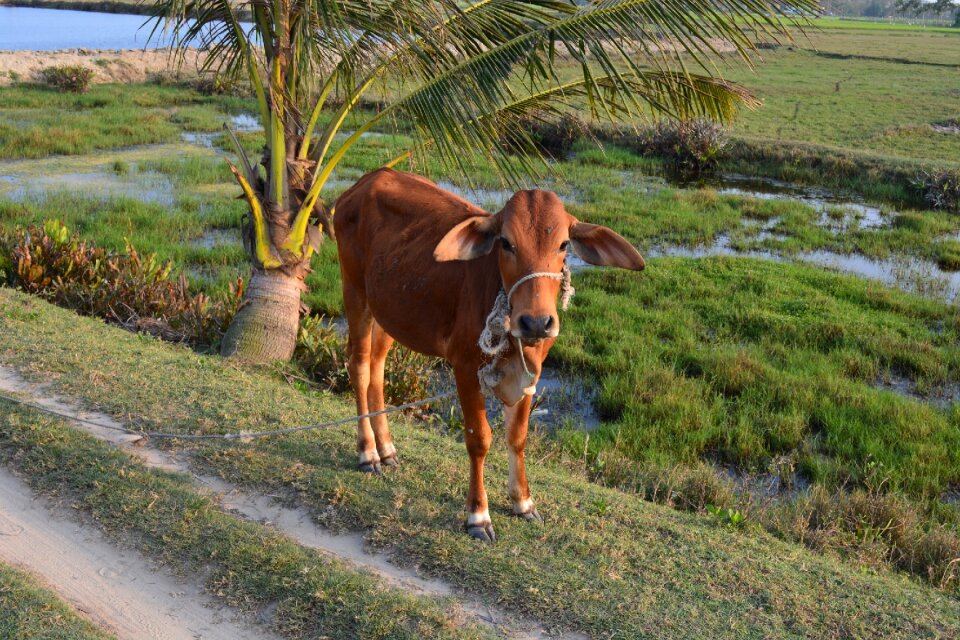 Agriculture animal brown