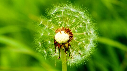 Dandelion roadside common dandelion