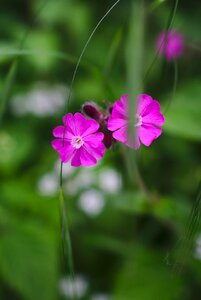 Nature green pink flowers