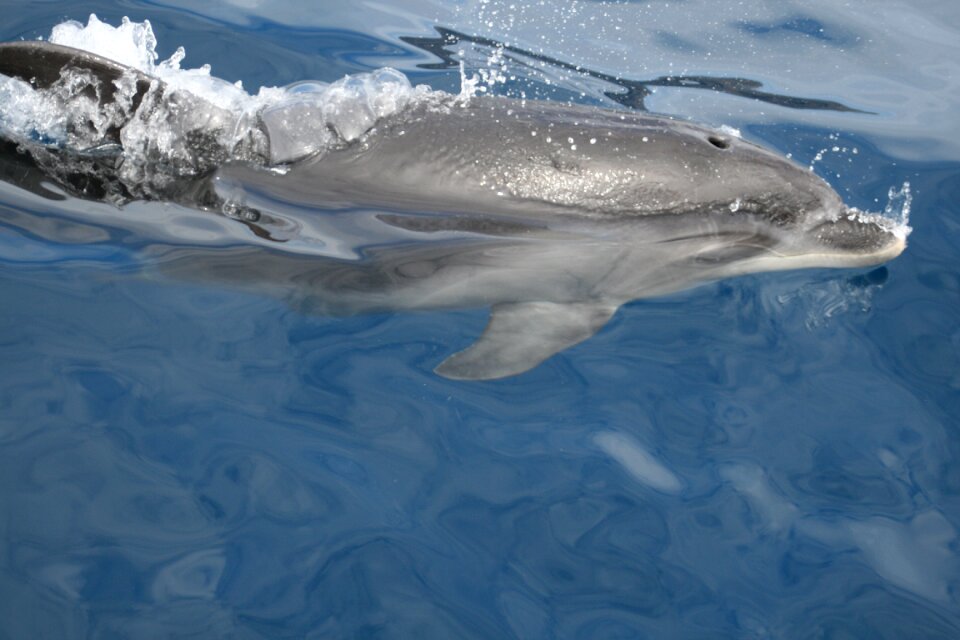 Marine mammals swim animals