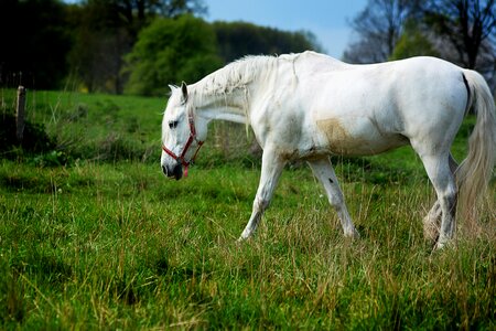 Gray horse konik white photo