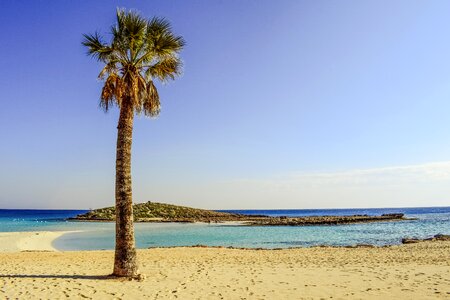 Palm tree sandy beach photo