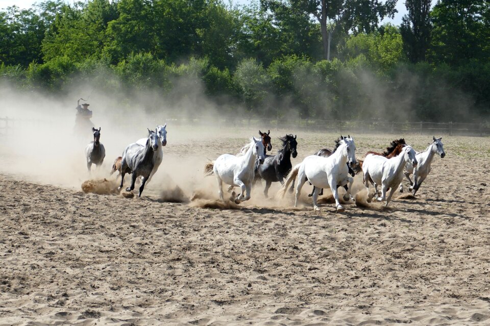Horses agriculture farm