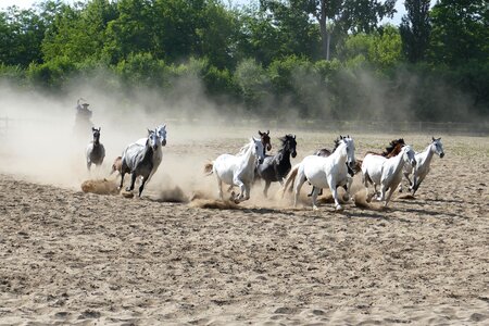 Horses agriculture farm