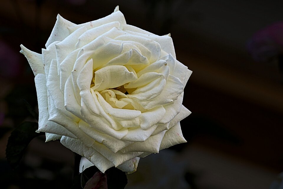 Bloom fashion rose open rose