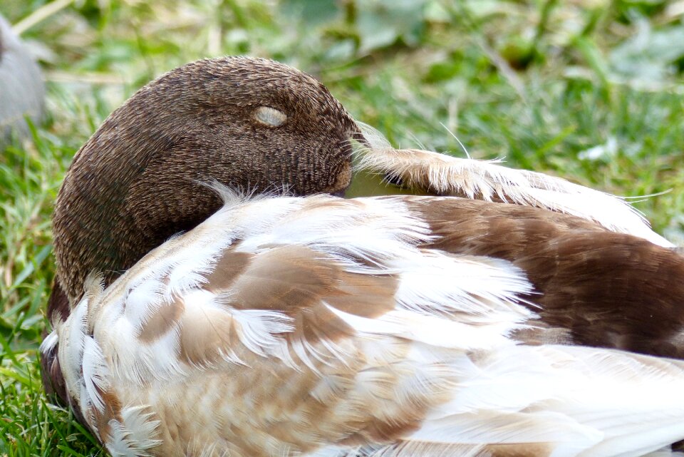 Water duck bird plumage