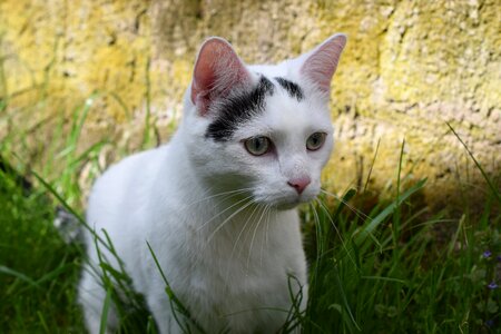 Cute cat curious nature photo