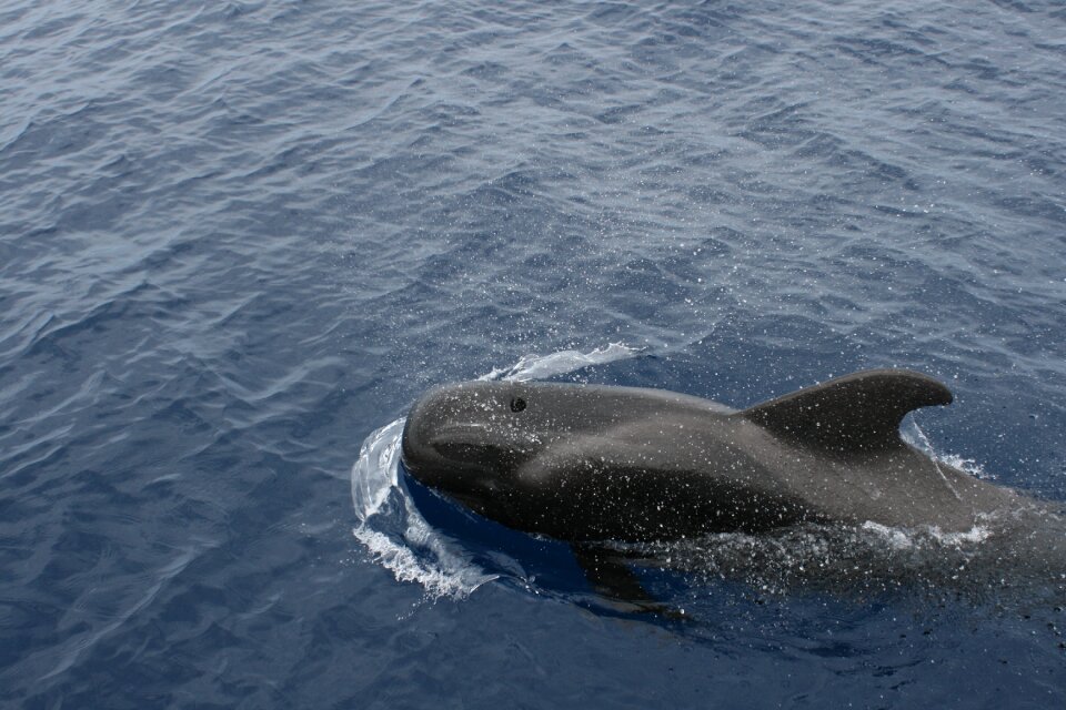 Little whale sea water