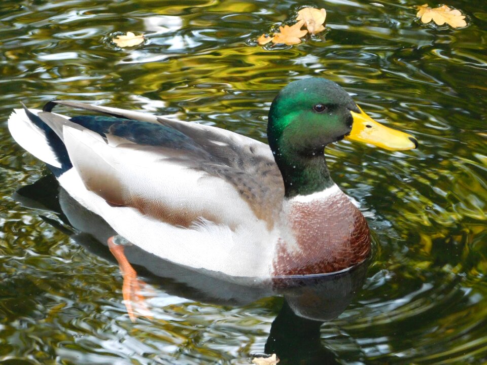 Duck water bird animals