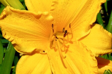 Daylily flower tiger fly