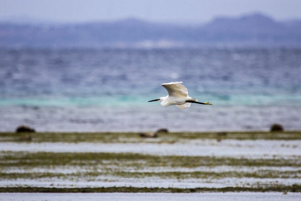 Little wildlife white
