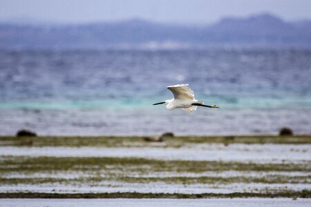 Little wildlife white