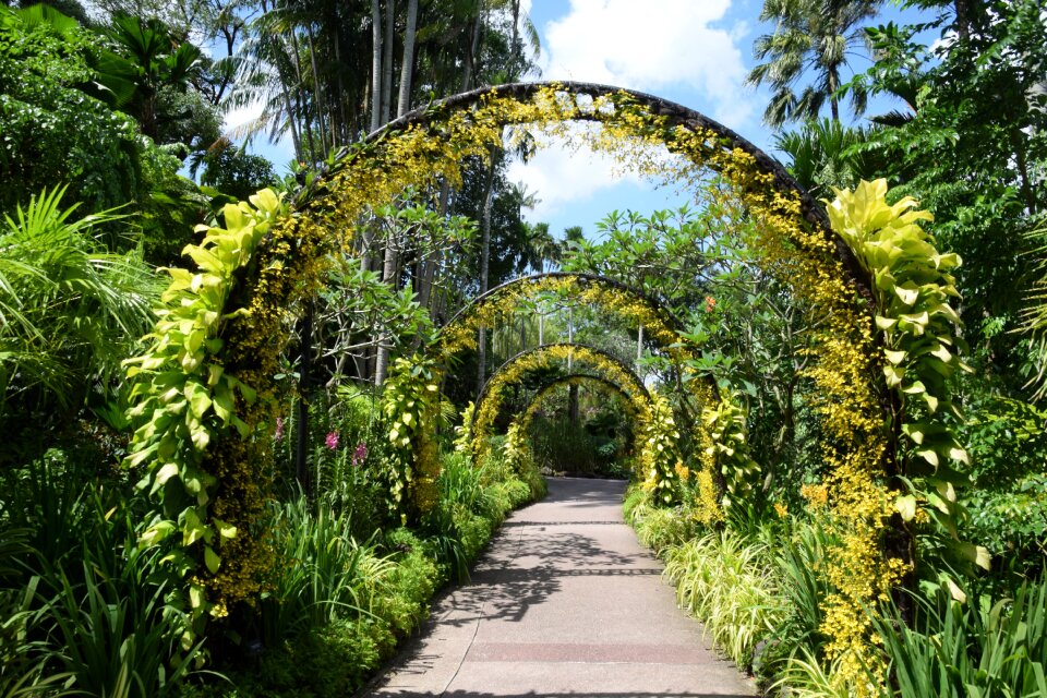 Singapore botanical garden orchard flower arch