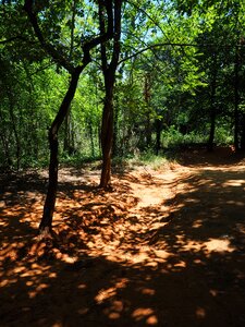 Road dust forest nature