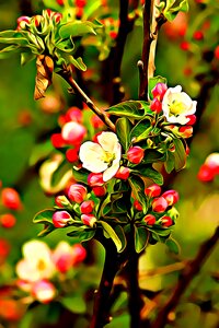 Garden flowers flower