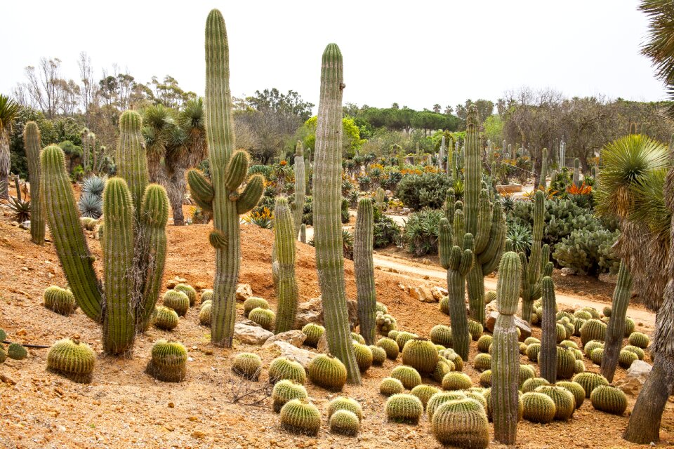 Botanical garden succulents nature