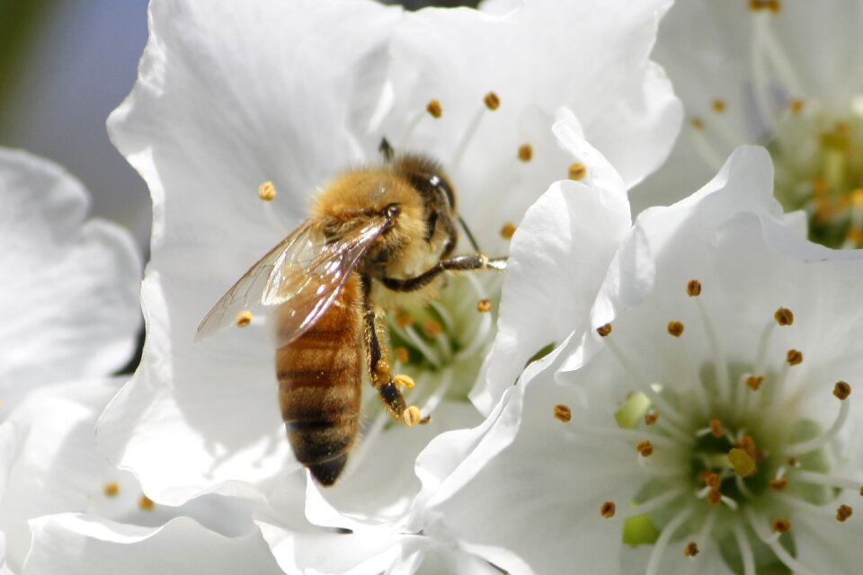 Blossom pollination insect