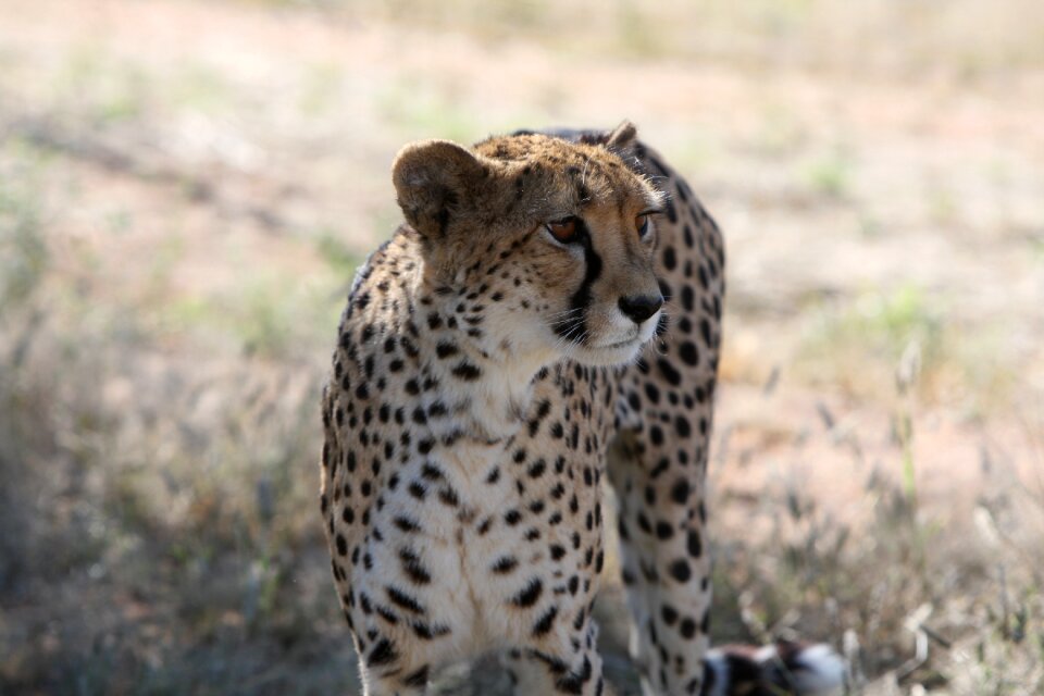 Wild hunter predator