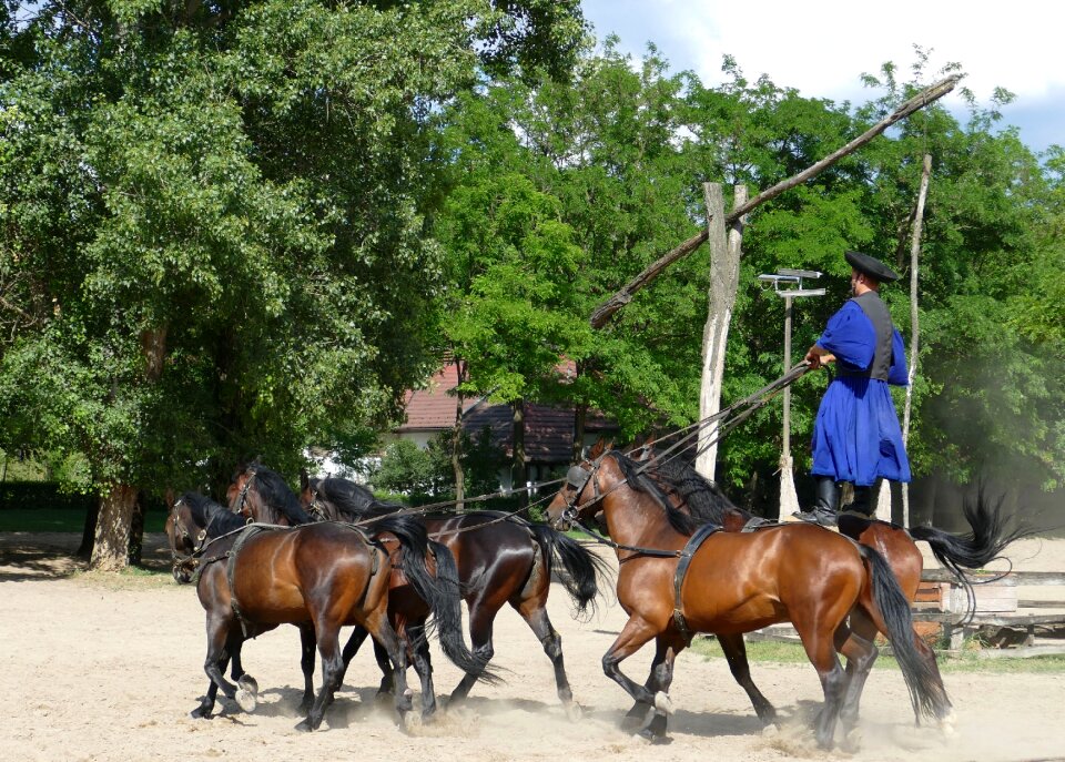 Horses agriculture farm