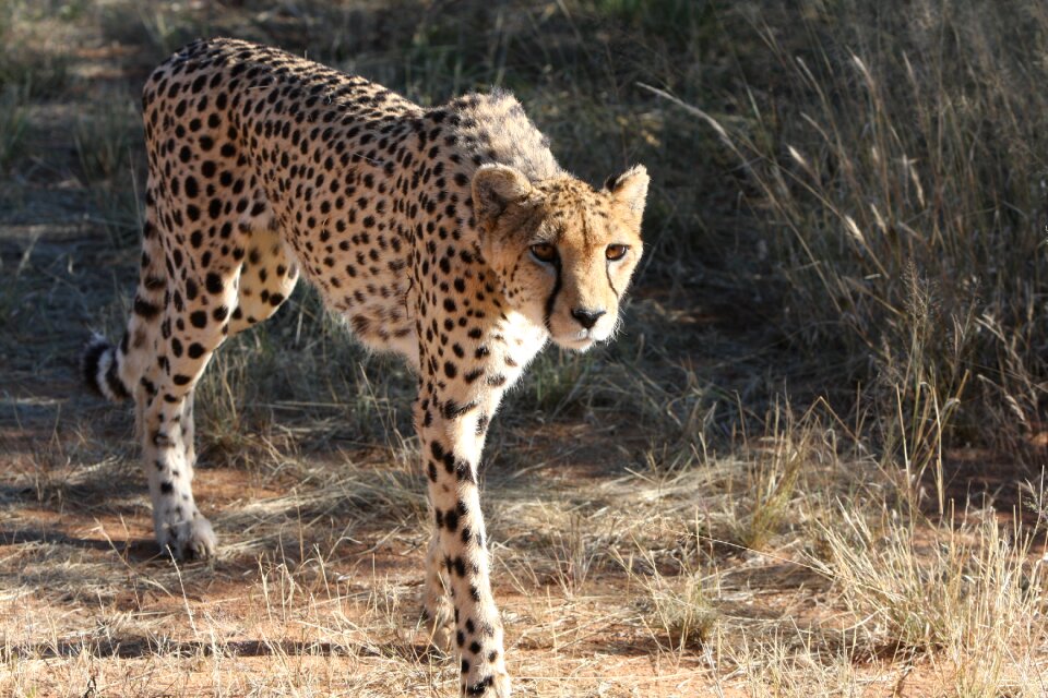 Nature wild animals africa