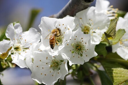 Blossom pollination insect