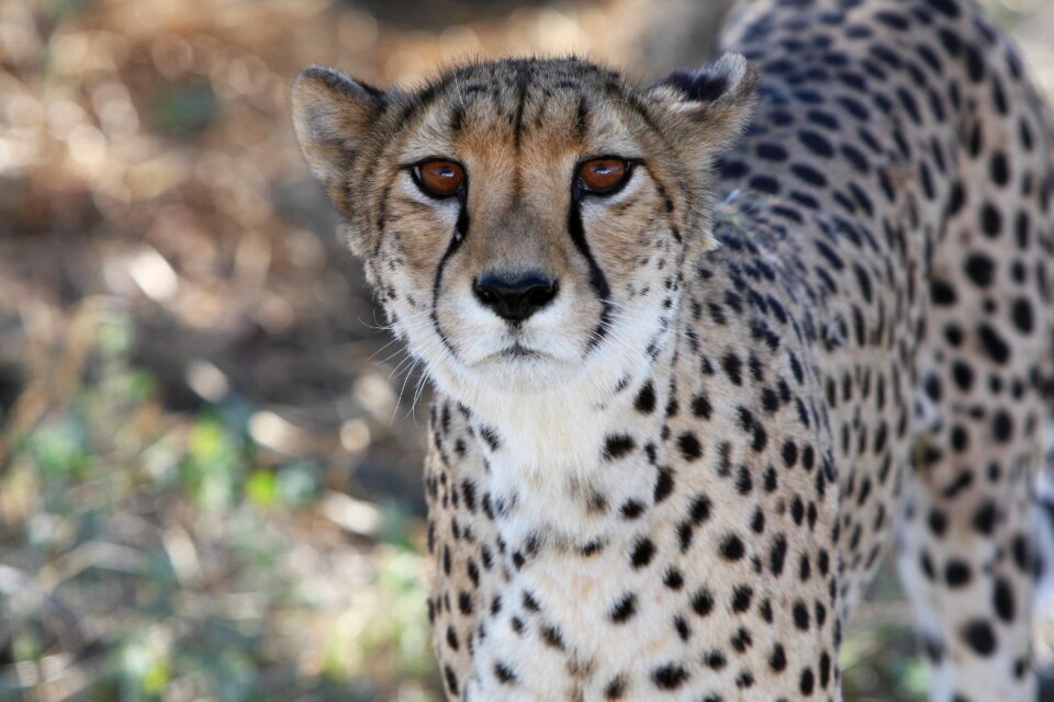 Nature wild animals africa