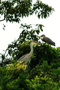 Heron gray heron the juveniles