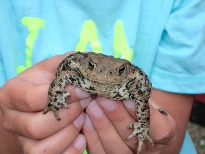 Toad in hand child close up photo