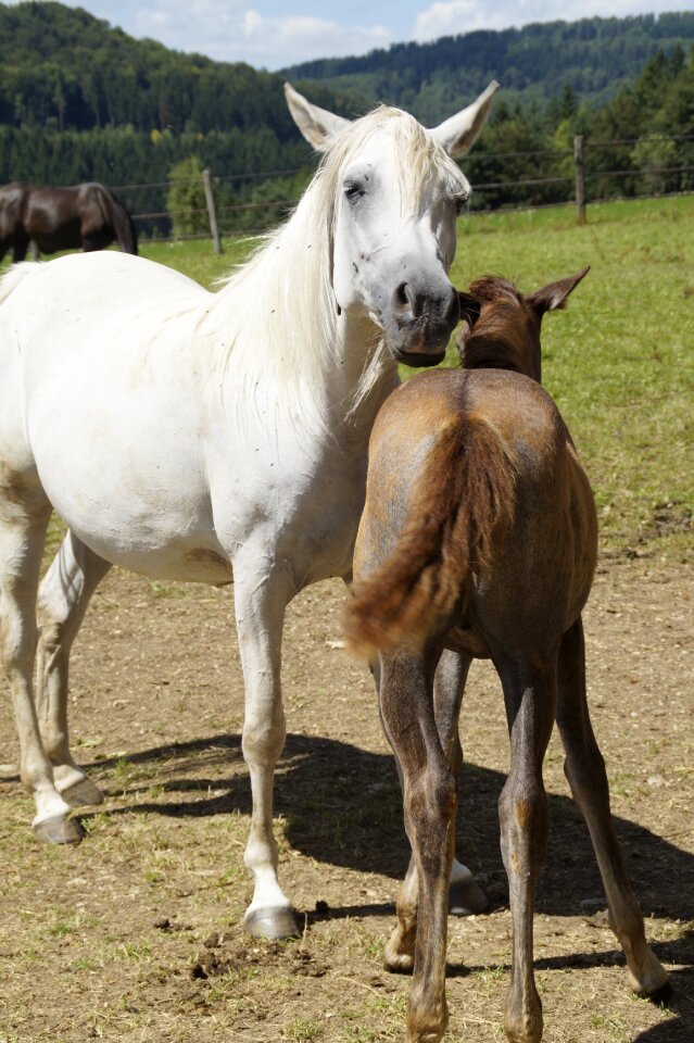 Breeding mold horse breed