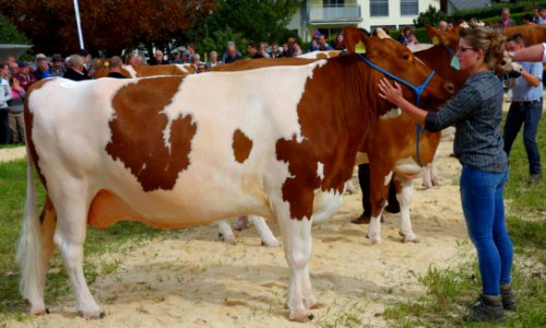 DSC03772a 