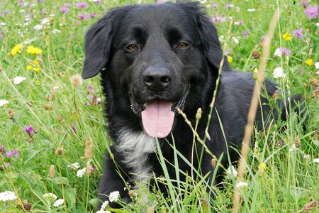 Animal meadow concerns