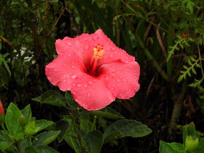 Flower hibiscus tropical flora photo