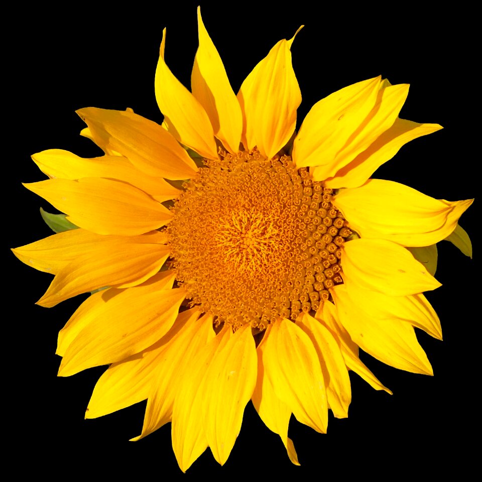 Nature summer blossom