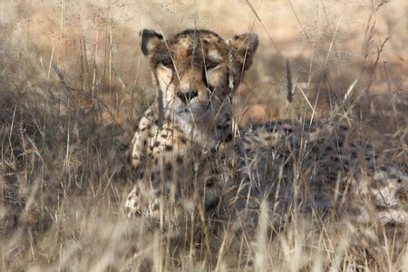 Nature wild animals africa