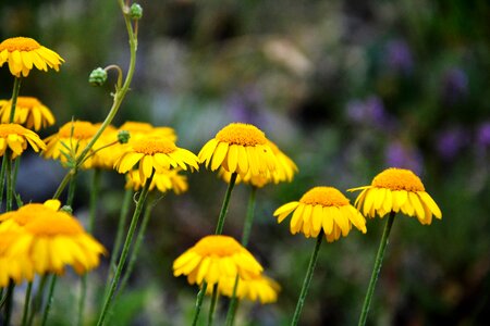 Spring flowers plant flowers
