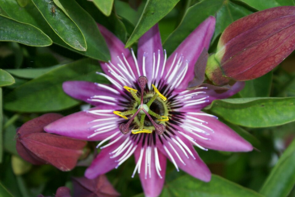 Color spring purple flower