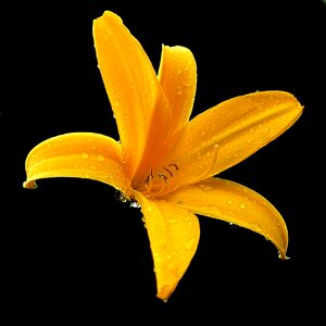 Bloom flower nature