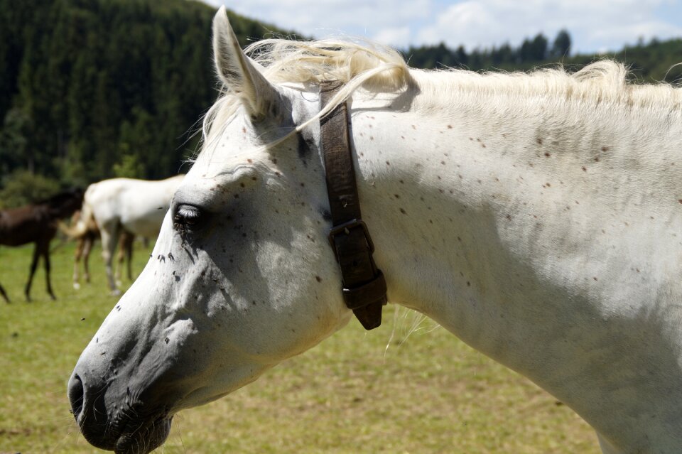 Horse thoroughbred arabian pasture