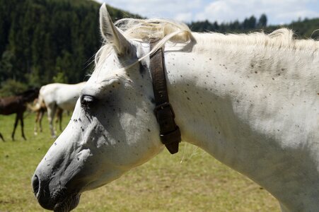 Horse thoroughbred arabian pasture