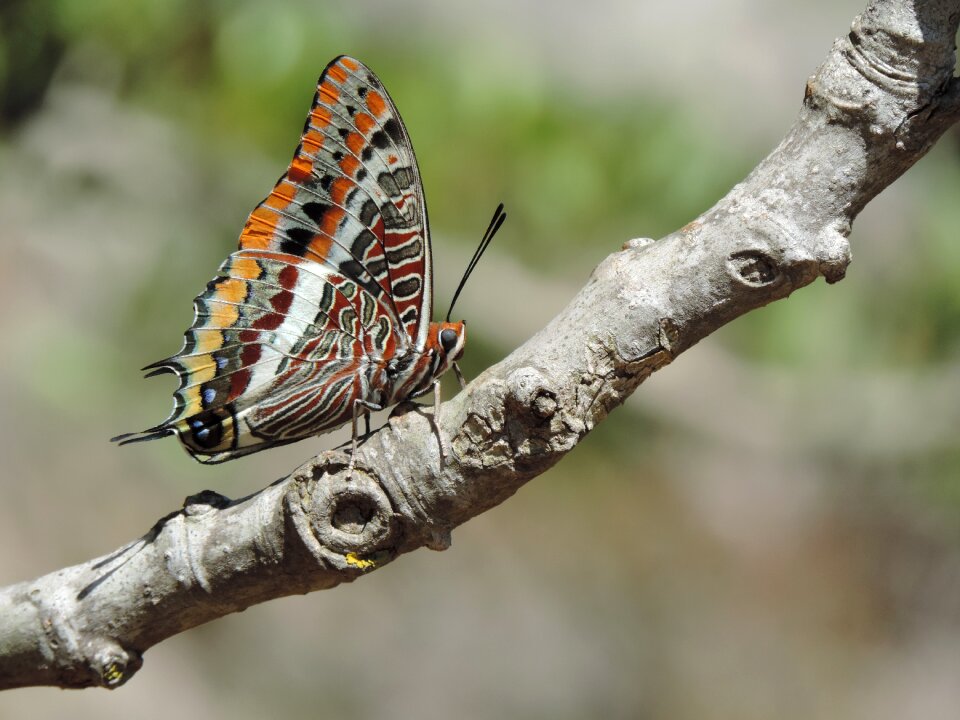 Nature color butterfly