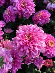 Pink cascade pink petals