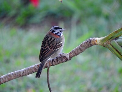 Bird shovel tropical birds photo