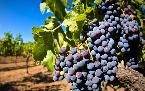 Wine fruit agriculture