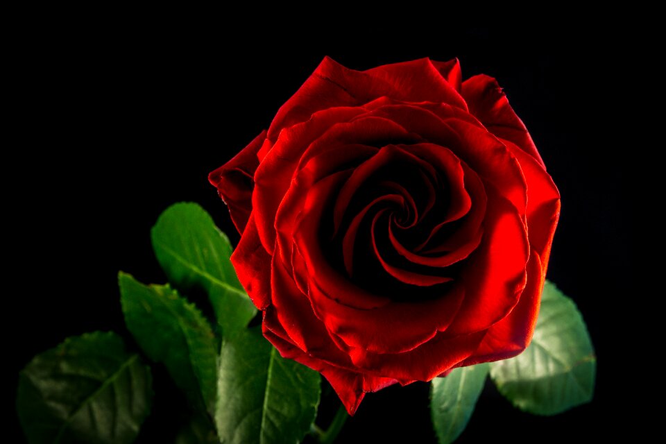 Bloom nature red rose