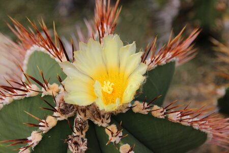 Cactus flowers spur yellow photo