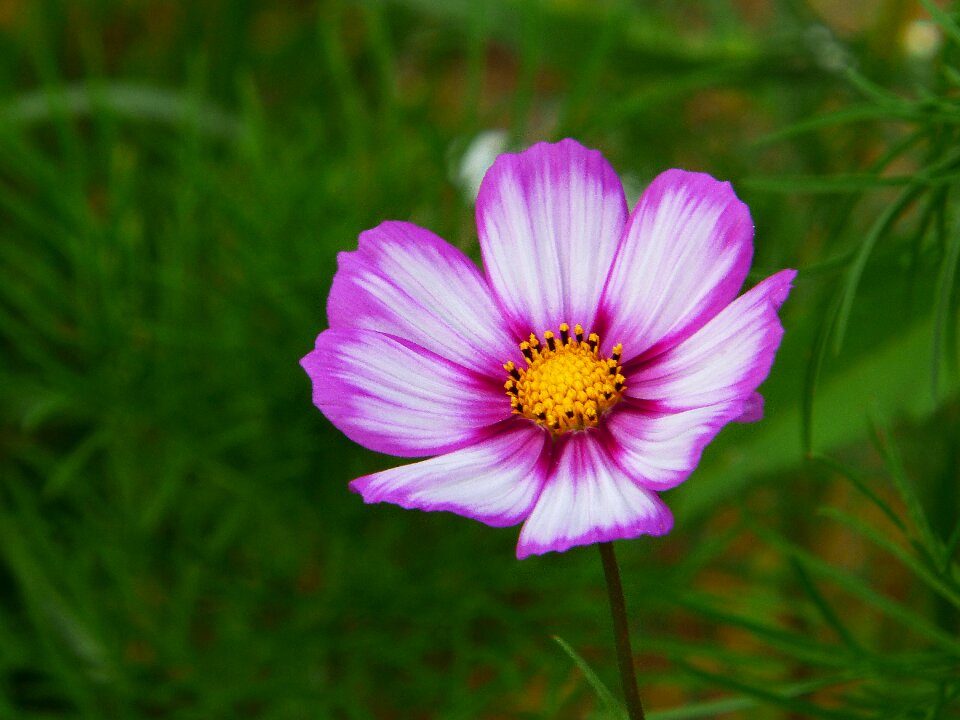 Cosmos flower meadow close up