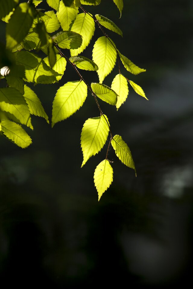 Forest the leaves spring