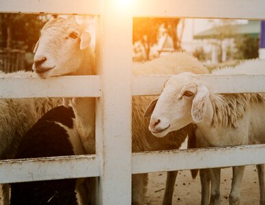 Flock animal lamb photo