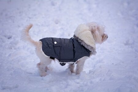 White maltese dog coat photo