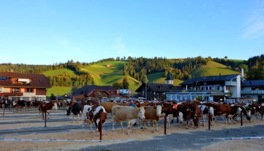 DSC03371 